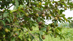 <b>鞭策“一地多产、效益叠</b>